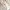 Gore Tex Atunas Minimalist Beige Parka Jacket Casual photo 8