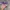Vans Authentic Purple photo 4