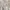 ROSS DISERA Brukat Lace Midi Skirt Cream Furing Stretch Wais photo 8