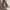 Brown Deco Pleated Silk Long Sleeve photo 7