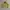 Boxy Puma Olive Green Embroidery Logo Windbreaker Jacket photo 2