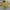 Boxy Puma Olive Green Embroidery Logo Windbreaker Jacket photo 3