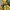 OUTDOOR JACKET GORPCORE YELLOW photo 4