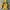 OUTDOOR JACKET GORPCORE YELLOW photo 2