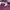 LYNXSPORT Streetwear Casual Puffer jacket Wanita purple photo 3