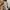 Avirex Streetwear Vintage Hoody Pria tan photo 4