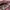 GUESS - Burgundy Metallic Shoulder Bag photo 5