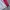 Jeep Muslim Sweater Pria white red photo 3