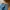 LONGPANTS D4NI3L DODD BLUE JEANS photo 4