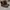 Boots Timberland Camo photo 2