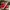 Air Jordan Retro 11 Red