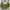 Japanese brand Fairy Crop top Wanita green photo 1