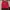 Coquette Casual Blouse Wanita red photo 1