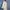 Long Overcoat Wool Putih Gading photo 4