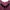 AXES FEMME Burgundy Gothic Lolita Dress Lace Velvet Like New photo 5