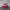 Jeep Vintage Grunge Hat Pria Red Cream
