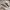 VANS Casual Sneakers Pria white brown photo 1