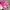 Dompet Pink Kulit Y2K Shopie Martin Classic photo 3