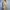 Mantel Trench Coat Wanita Warna Cokelat Moka Sabuk Renda Put photo 4