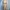 Mantel Trench Coat Wanita Warna Cokelat Moka Sabuk Renda Put photo 5