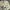 Adidas Streetwear T-shirt Pria khaki cream photo 4