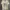 Adidas Streetwear T-shirt Pria khaki cream photo 1