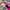 Nike Zoom Vomero 5 Pack White Pink photo 7