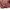 Mountain Hardwear Streetwear Sportswear Track jacket Pria burgundy photo 4
