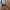 Charles and Keith Luxury Shoulder bag Wanita tan photo 3