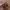 Charles and Keith Luxury Shoulder bag Wanita tan photo 1
