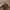 Charles And Keith Luxury Shoulder Bag Wanita Tan
