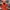 Uniqlo Gorpcore Parka Pria Red