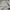 Teenie Weenie Hoody Wanita gray photo 4