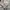 Teenie Weenie Hoody Wanita gray photo 3