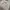 Teenie Weenie Hoody Wanita gray photo 5