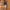sherpa firstdown ultility jacket  photo 9
