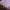 long petticoat baby pink photo 2