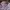 long petticoat baby pink photo 3
