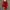 red outer pattern with fur photo 2