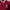 Giordano Casual Polo shirt Pria red photo 2