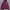 Adidas Streetwear Sportswear Hoody Pria burgundy photo 1