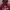 Adidas Streetwear Sportswear Hoody Pria burgundy red photo 2