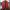 Casual Harrington jacket Pria burgundy photo 4