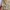 AMI Paris Muslim Sweater Pria cream photo 4
