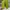 Crocs Kuning Biru photo 5