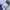 Dickies Streetwear Casual Parka Pria white photo 4
