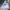 Dickies Streetwear Casual Parka Pria white photo 1