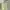 Uniqlo Light Green Shirt