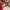 Vans Authentic Red Chili photo 6