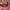 Juicy Couture Y2K Bags & purse Wanita green photo 5